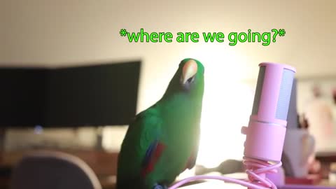 Parrot Talking to Microphone