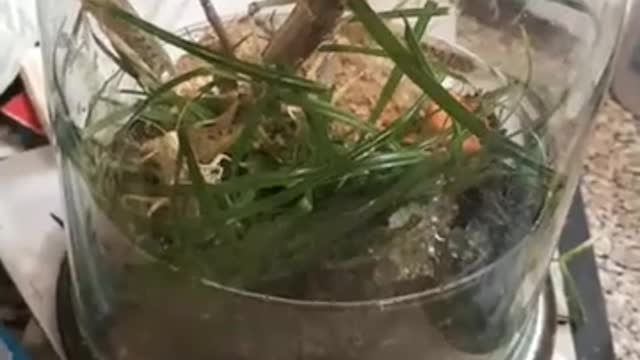 The martyr of these locusts saw even the last video