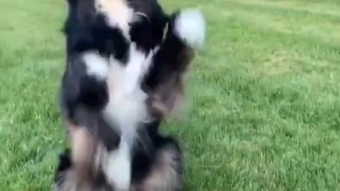 Dog trening.