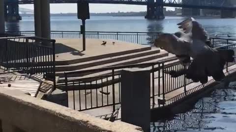 Nsfw pigeon going towards guy on bike