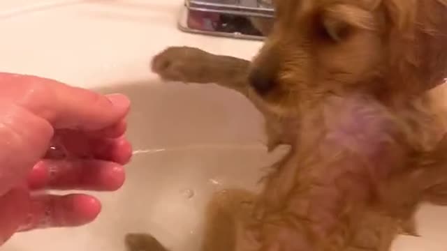 Cute Little Puppy Getting a Bath - This is my Hair Wet, WOAHHH!