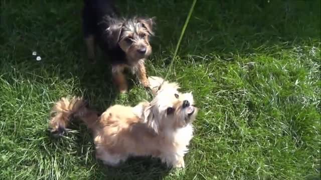 Two dogs playing sooth