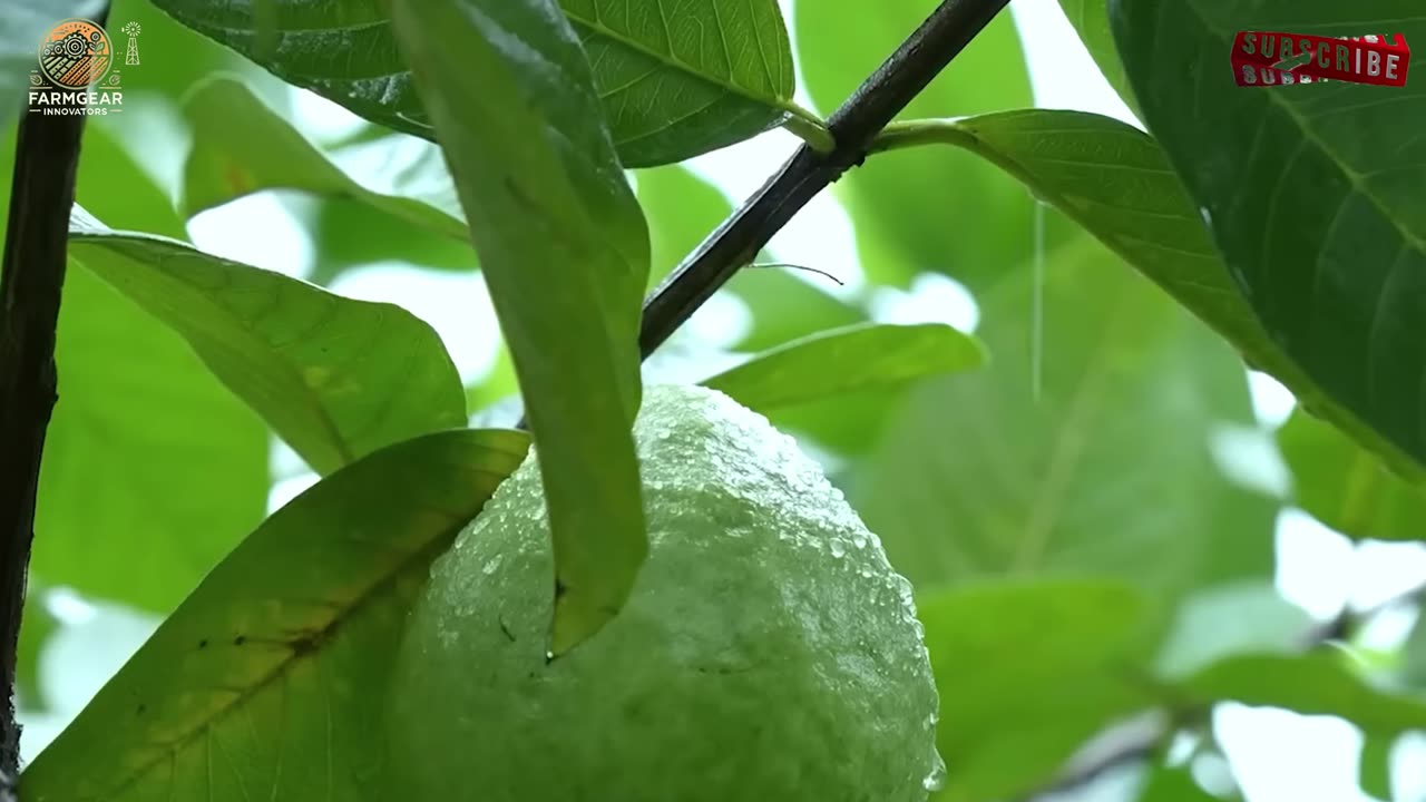 My 6 Month Experiment with Chinese Farmers Changed Everything | Organic Cultivation Technology