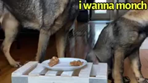 DOGS Meal