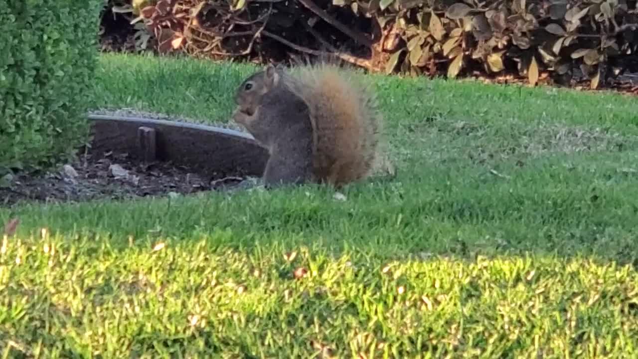 Squirrel in the Wild 03