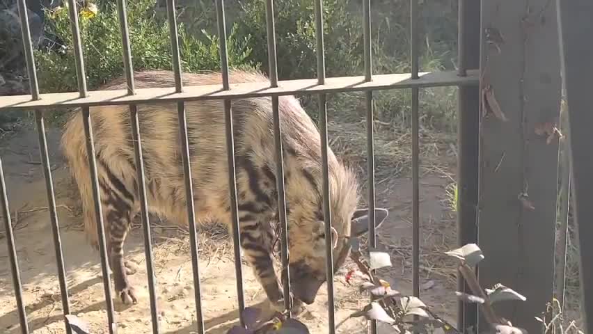Hyenas are as quiet as giant puppies