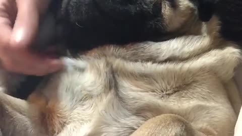 The #puglife is so hard ☯😊
