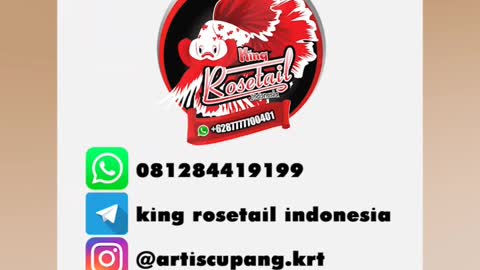 Cute animal behavior makes you happy