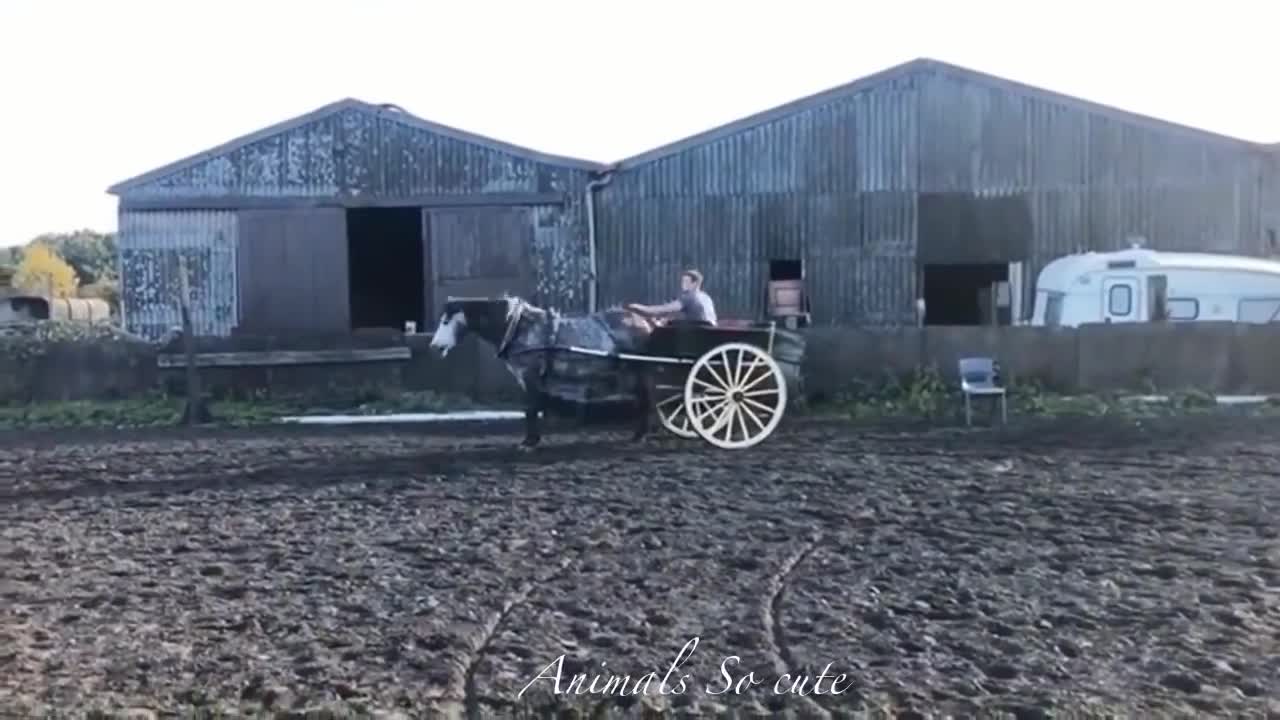 Cute And funny horse Videos