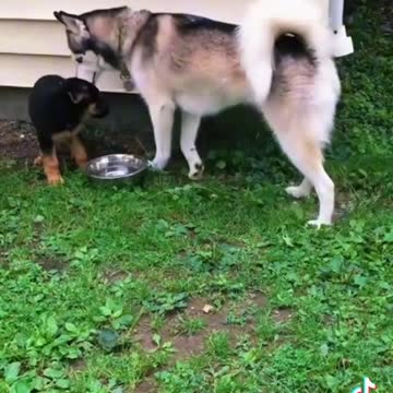 Dogs funy play tiktok video