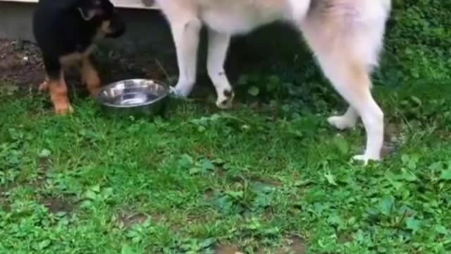 Dogs funy play tiktok video