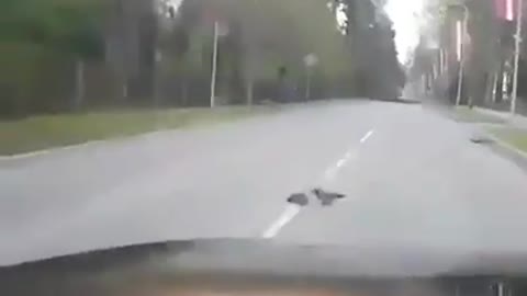 Assistant raven