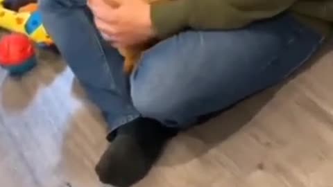 Funny animals videos #funnyanimals #funnyvideo#funnycats