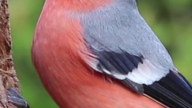 A little feathery creature to enjoy watching