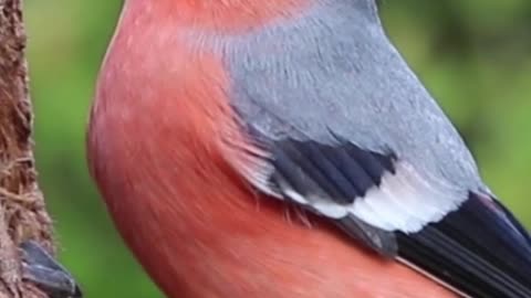 A little feathery creature to enjoy watching