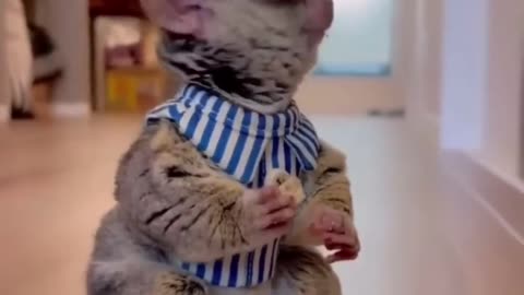 Epic Pet Chill Laughter: Best of 2023