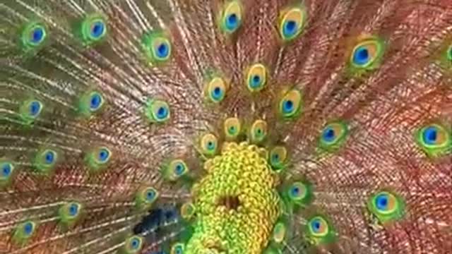 very beautiful peacock