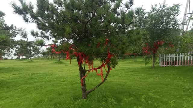 What are so many red ribbons on this tree for?