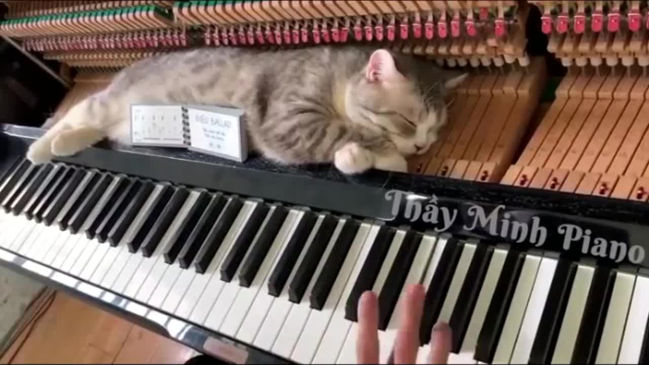 Fat cats are sleeping on a piano causing a storm - Entertainment