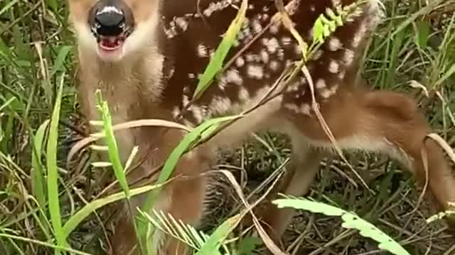 This little fawn calling for Mom