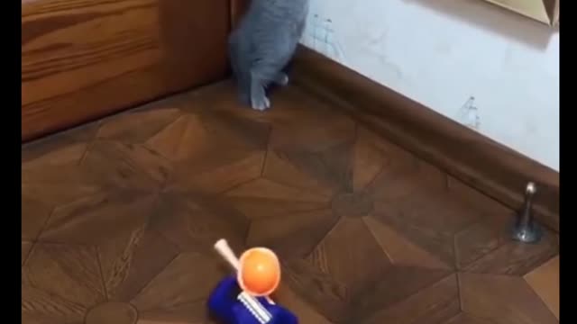 Cat Comedy Video Cat Funny video Part53 #CatShort #CatVideo