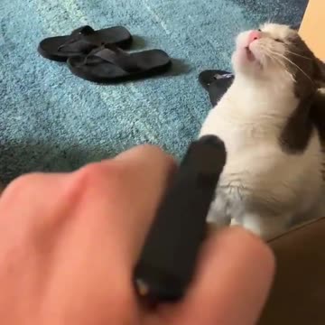 This cat is very strange drinks water.