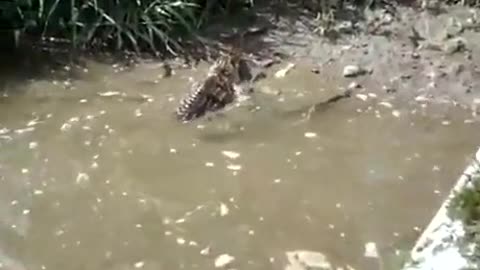 Man plays with Alligator until it doesn't want to play anymore