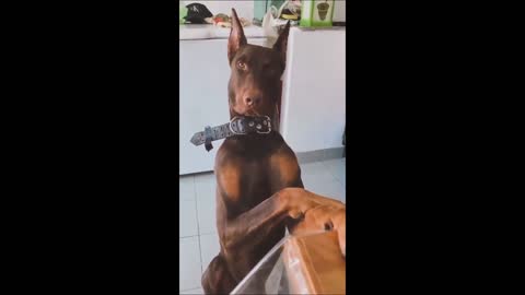 Elegant Doberman dog