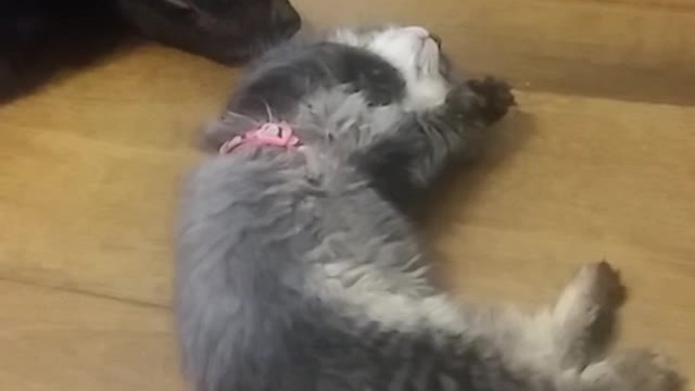 Small grey cat rolling around next to sleeping black dog