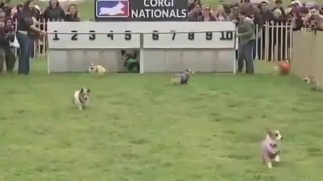 Dog Race Make Your Dog Faster