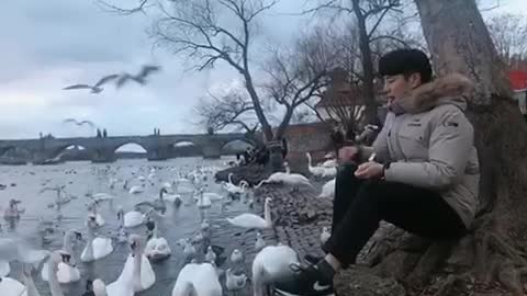 feed the Prague Swan