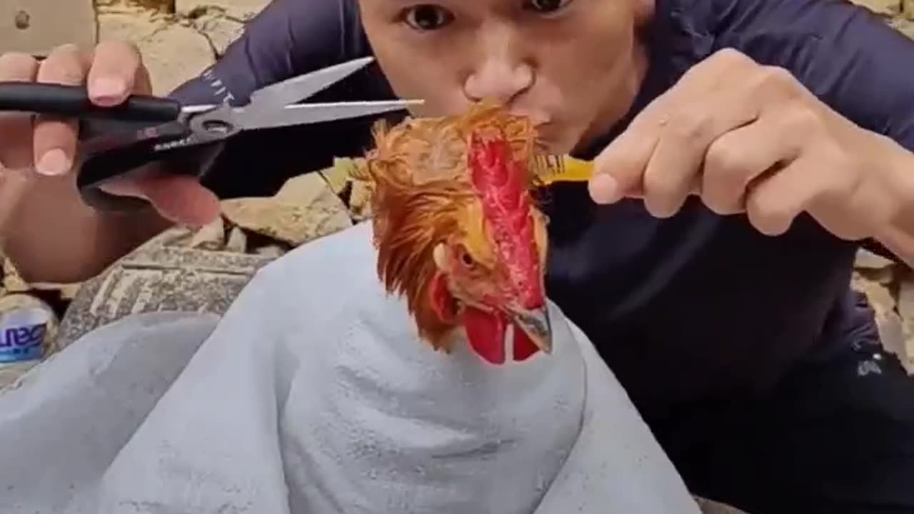 Bird with attitude
