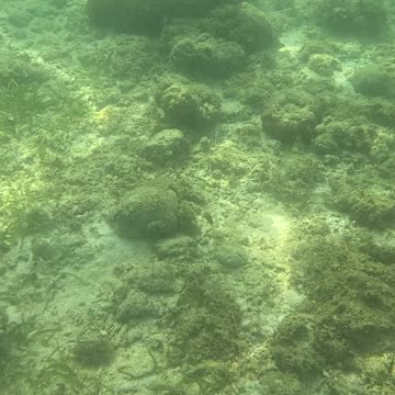 Snorkeling Adventures Philippines. A lot of life in this shallow area