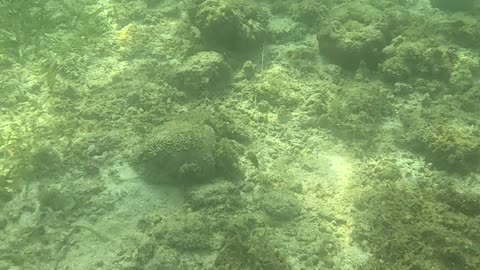 Snorkeling Adventures Philippines. A lot of life in this shallow area