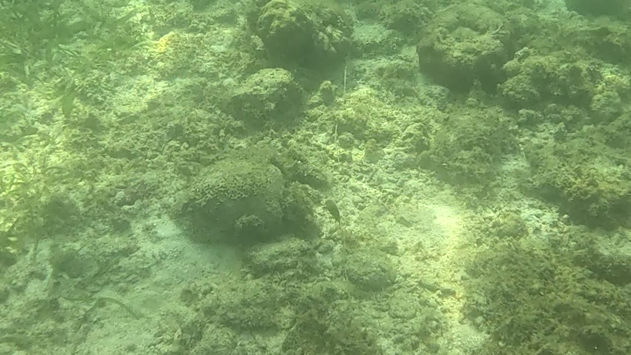Snorkeling Adventures Philippines. A lot of life in this shallow area