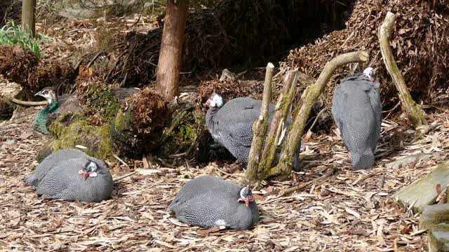 Guinea fowl bird