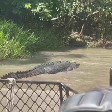 Filming a big saltwater crocodile