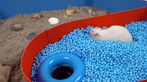 Pool Maze for Hamster -