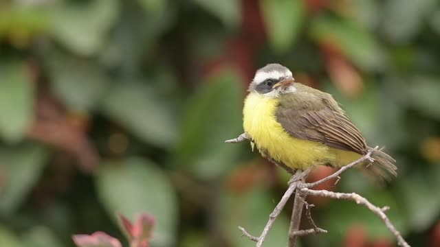 Wonderful Little Bird Perched on Wood