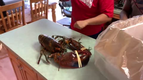 BUYING LIVE PET 15lb LOBSTER ONLINE! MASSIVE