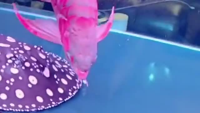 IKAN CANTIK PINK