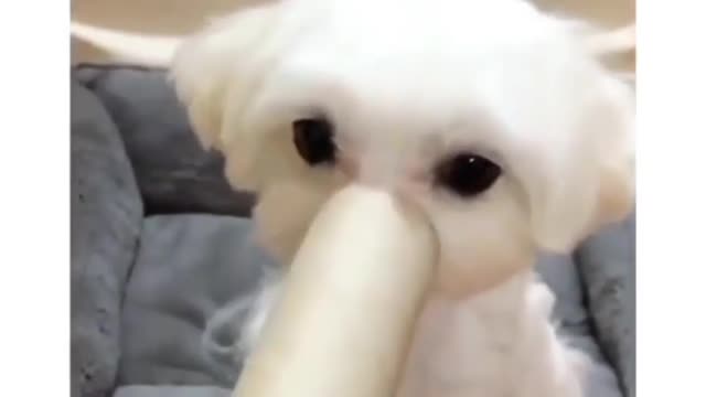 Cute puppy a acting like elephant