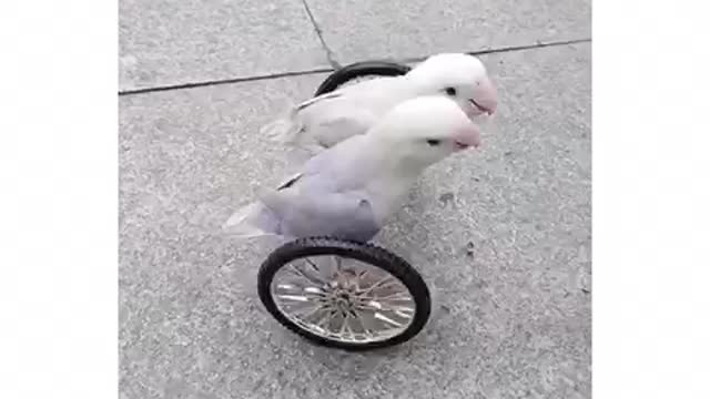 Clever twin bird