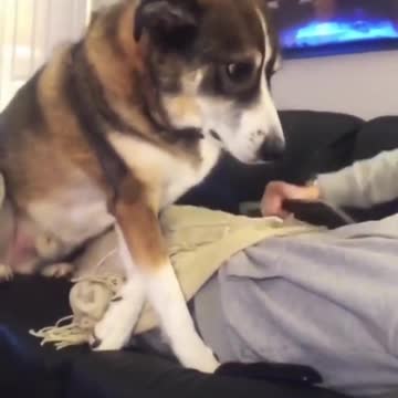 He waited so patiently | That’s gonna be a good ass nap #cutefdog