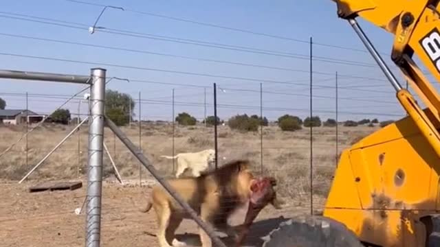 Give a lion food with a forklift this big