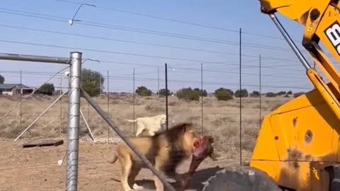 Give a lion food with a forklift this big