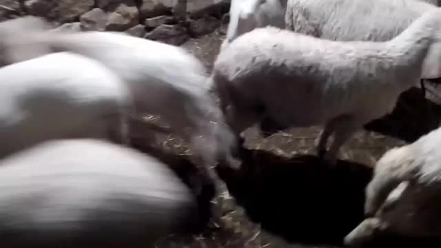 Sheep video
