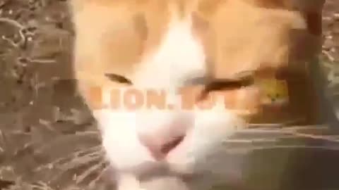TRY NOT TO LAUGH 😆 Best Funny Videos Compilation 😂😁😆 Memes