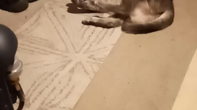 Piper was hungry and is eating her mouse 🐁🐀