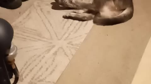 Piper was hungry and is eating her mouse 🐁🐀